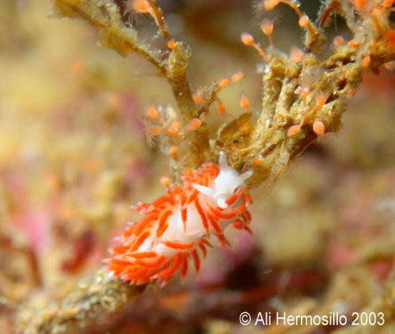 Flabellina bertschi